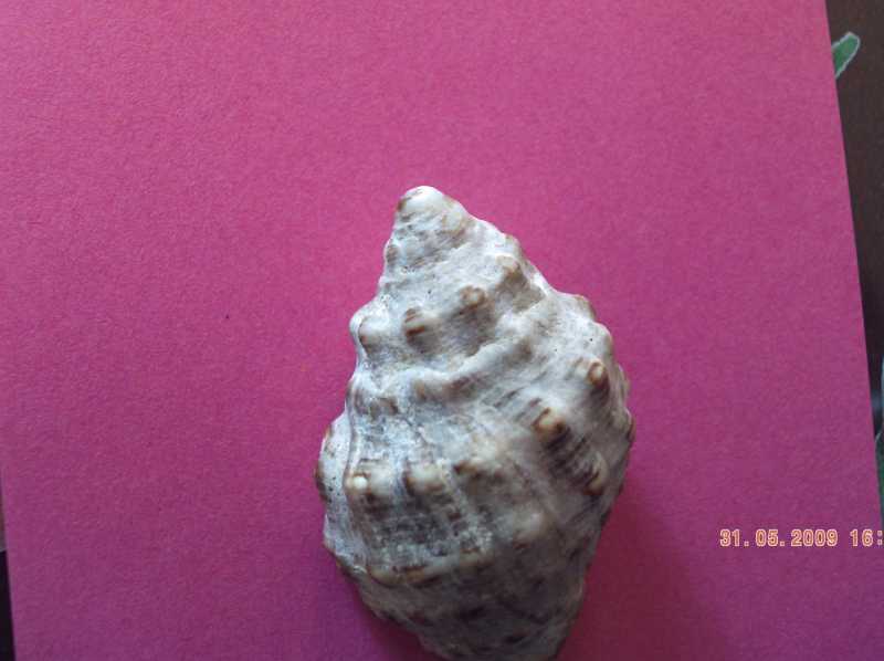 facile determinazione